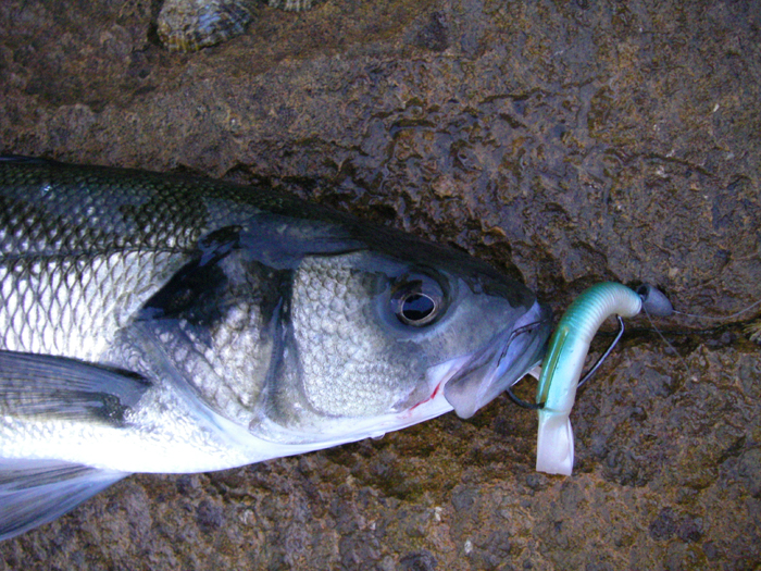 The big, Hooking Master hook has done its job and is lodged in the jaw. How did I miss the other bites?