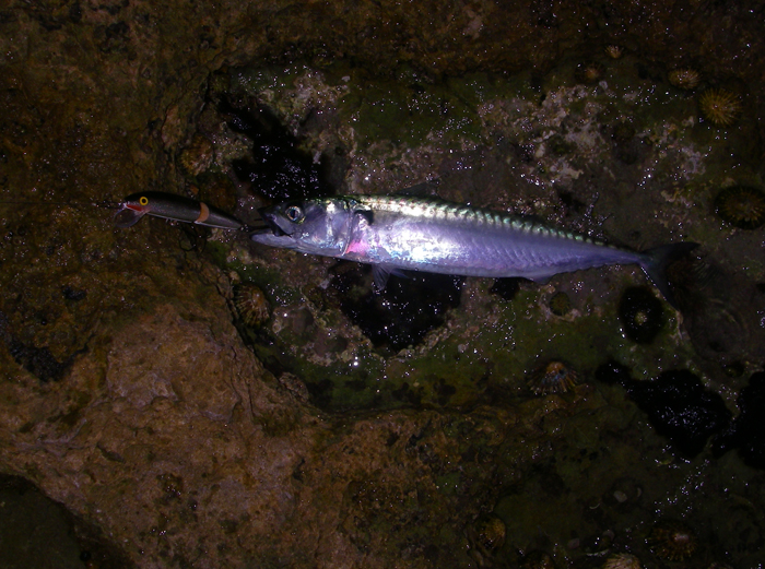 Although they are eating smaller fish mackerel are game to tackle anything.