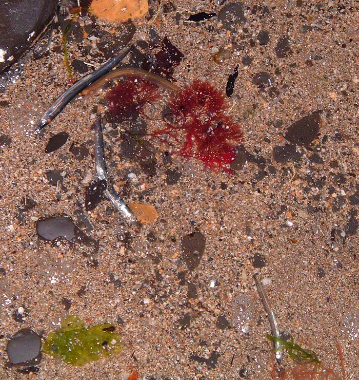 There were literally hundreds of these little fish in the edge of the sea. I guess that they were asphyxiated or poisoned by hydrogen sulphide from the rotting weed.