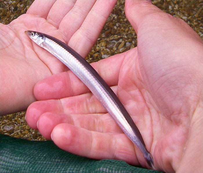 excellent baits but probably need a smaller hook.