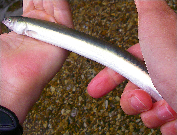 Just the job for a big bass.