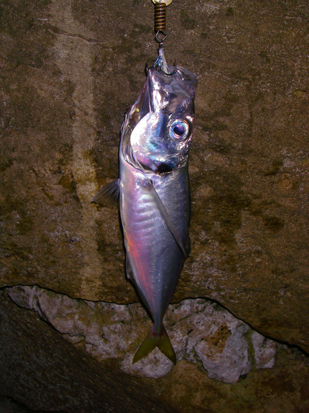 As always beatifully coloured with iridescent red and gold.