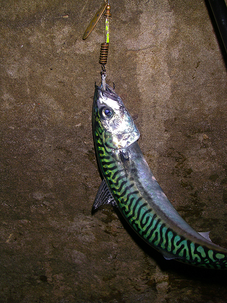 They never sit still to have their pictures taken.