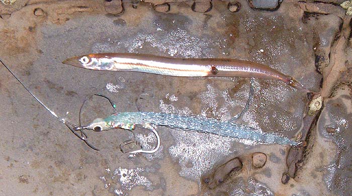 I bought this glass minnow the other week thinking that it looked like a little sandeel.