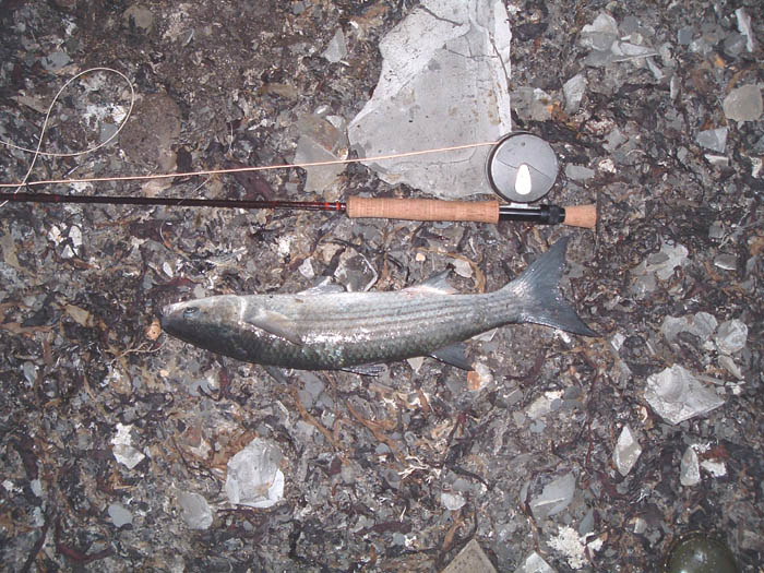 If this had been an eight pound bass I would not have been a bit surprised.