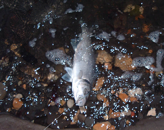 It was beginning to get dark as this one was landed.