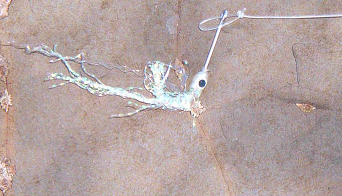 The fly was obviously effective but just not man enough for catching fish after fish.