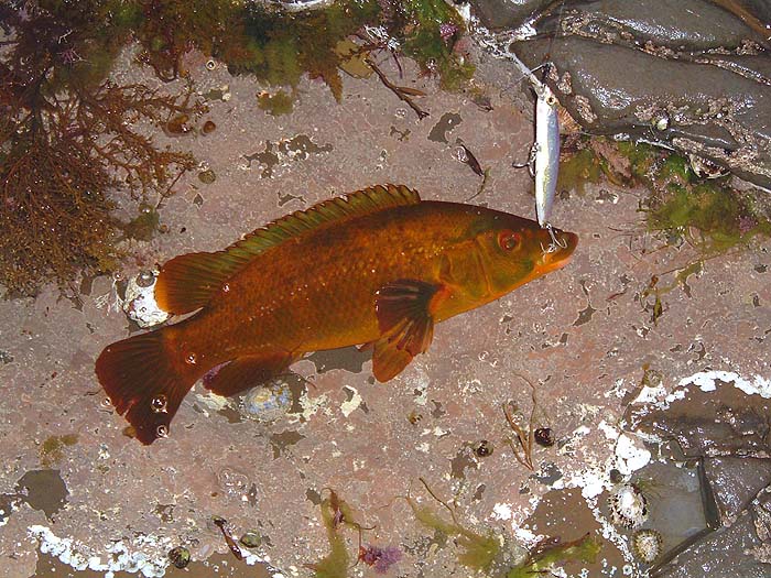 The colour of Richard's wrasse was superb.