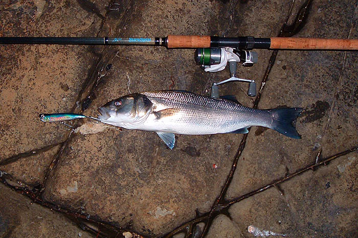 The fish had obviously taken mid-body and hooked itself under the chin on the tail treble.