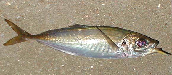 A fly caught scad well hooked on the little rubber eel.