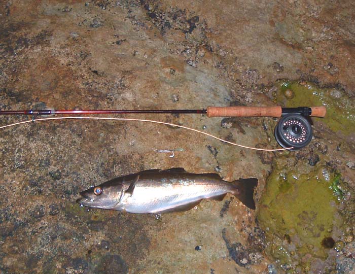 After a savage take the battle was fairly disappointing. A small mackerel would have fought much harder.