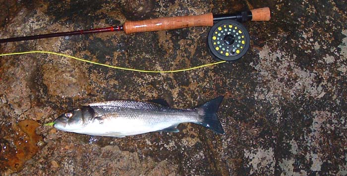 One of my smaller bass on the morning when I fished alone. The bass fight harder than the pollack and the mackerel fight harder than the bass.