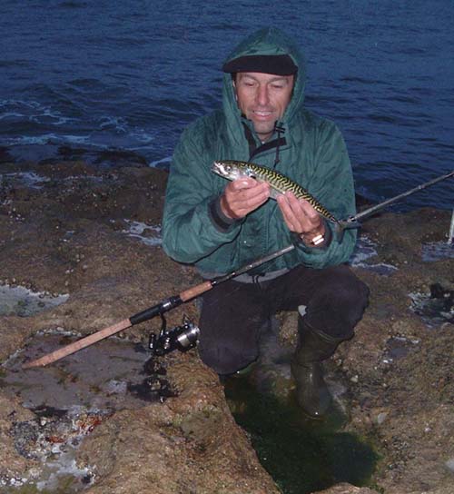 These fish are great sport on fly gear. No doubt there are plenty of spots where they can be caught in quantity from rocks and shingle beaches.