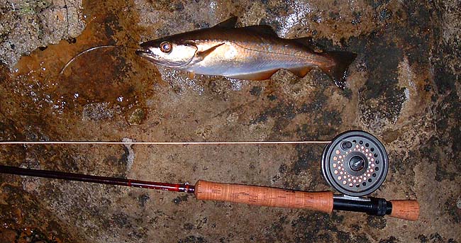 Not quite a tarpon but good fun on fly gear.