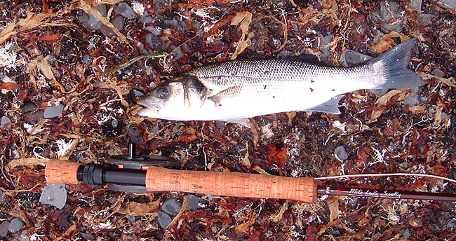 As soon as it hit the beach it was covered in seaweed flies.