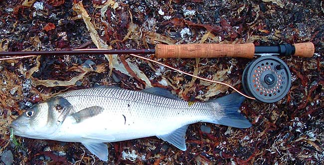 This bass was as fat as butter and fought like a tiger.