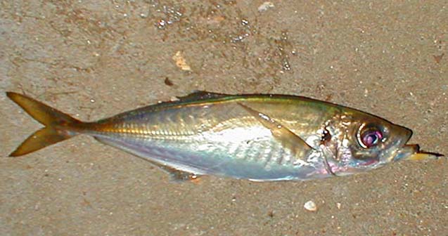 Scad are beautiful, hard fighting little fish.