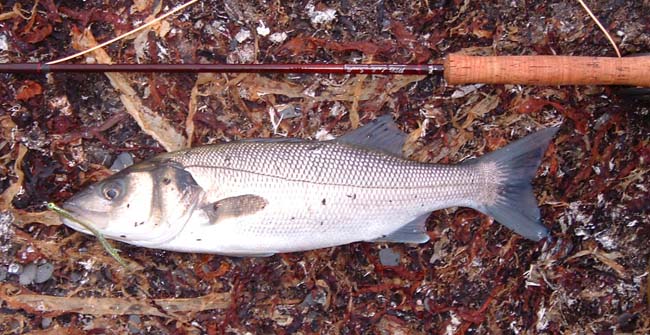 Although this was a decent fish it just wallowed about on the end of the line.