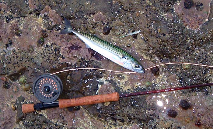 This one (along with 49 others) took a 'brit fly'.