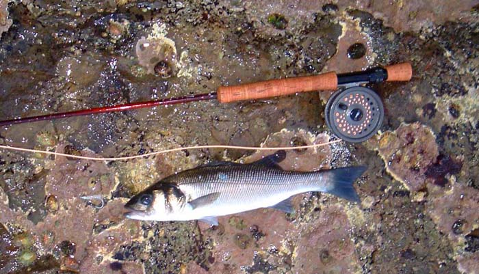 My smallest bass which also took the Mylar imitation.