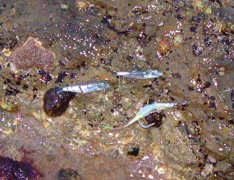 The fish were coughing these up. Notice the 'tooth cuts' on one of them. The effective 'fly' seems to be about the same size and colour.