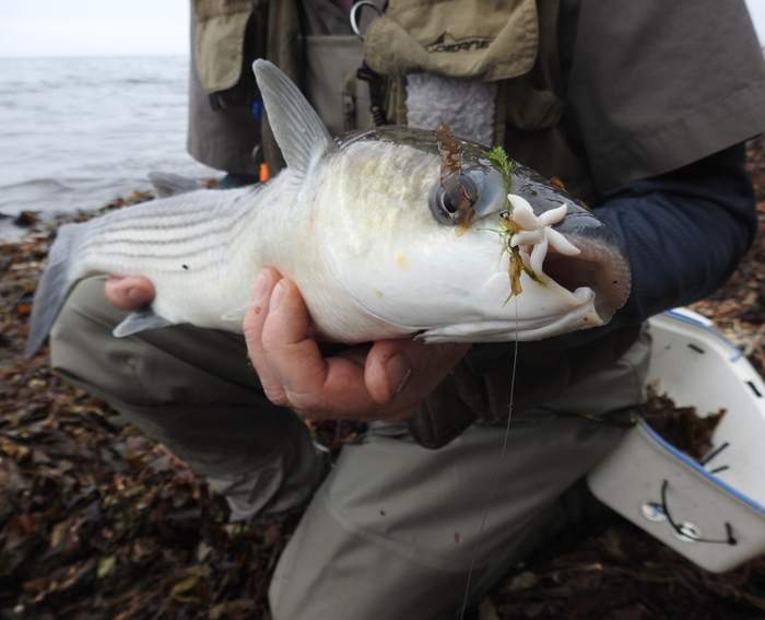 Mike Ladle's Fishing Diary