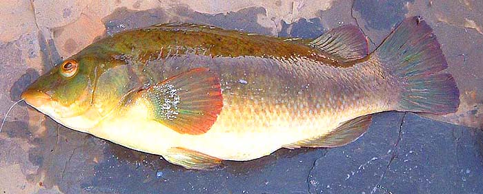 Because I was expecting bass I'd waited too long and the fish had got the hook well down.