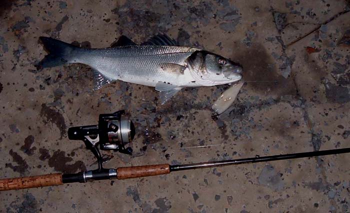 A nice bass taken in shallow water on a whole squid.