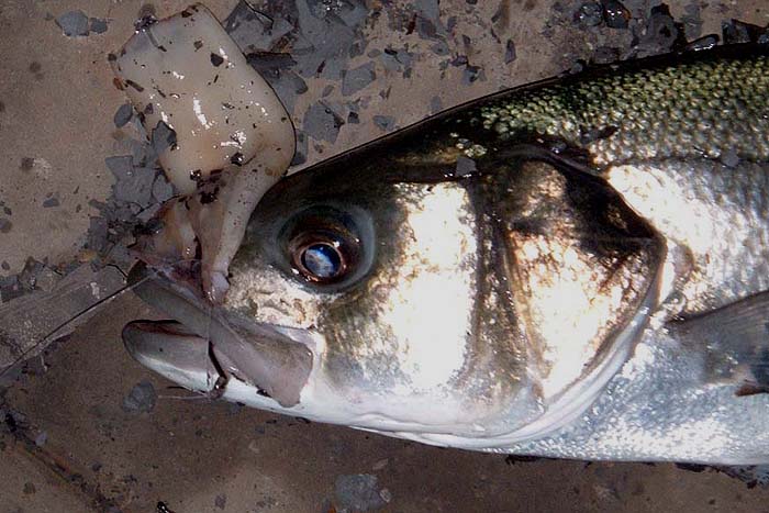 My circle hook was right in the scissors - just as it should be. The mantle of the squid is still on the line.