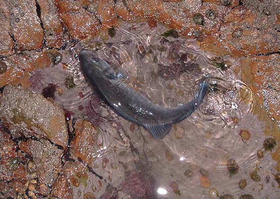 This fish took a vibrating lure with no lip. I popped it in a rockpool until I had taken its picture (not knowing whether I would catch another one).