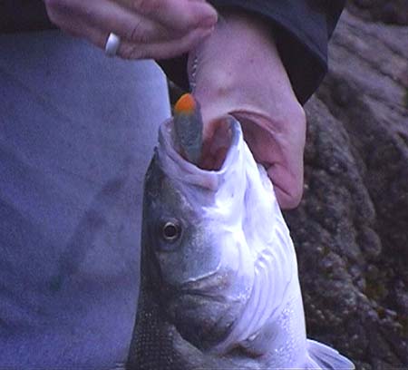 These self-weighted lures are long casters and good bass attractors.