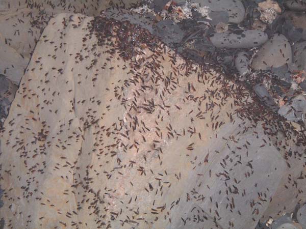 I wonder if the vibration of the shore by the pounding waves makes them march up the beach. They don't seem to do it in the same way when it's calm.