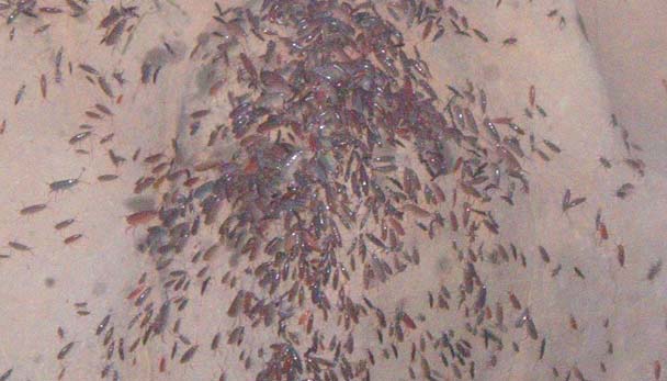 These little amphipods are wonderful packets of protein - I'm sure bass must eat them.