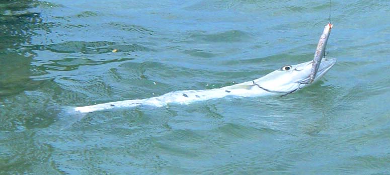 This is the stage where you have to remove the hooks without being bitten.