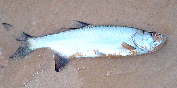 This beautiful fish took a wobbled scad lip hooked on a circle hook.