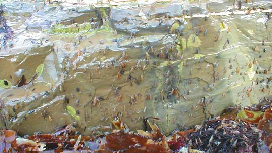 Hoppers and flies scramble up a boulder away from the waves..