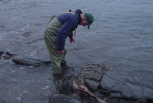 I actually managed to get a picture of the fish sliding back into the water but it was too fuzzy to use (poor light and too much movement).