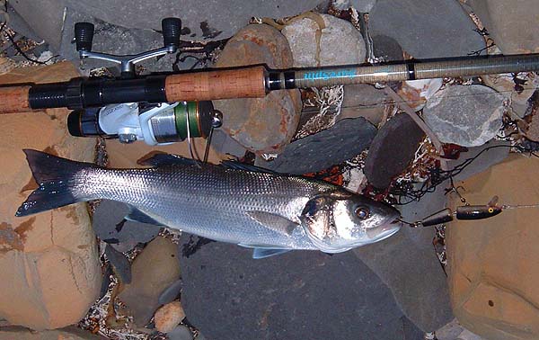 I managed this one soon after switching to the plugging rod. All the ish were of similar size.