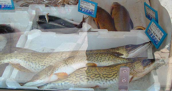 Mackerel, tench and pike for sale. The pike were marked differently to any I have seen here.