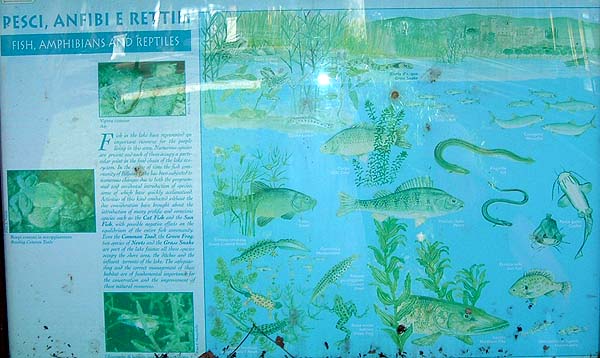 It says that the introduced fish are probably a bad thing.