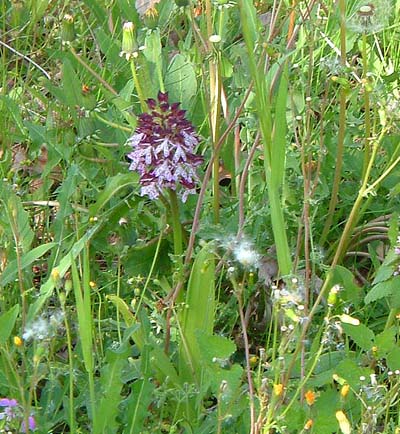 I'm not too hot on orchids but I think this is what it was.