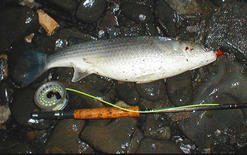 With my fly still in its mouth this is certainly my fattest fish of the year.