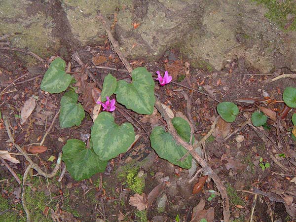 A fantastic, deep pink spring flowering cyclamen.
