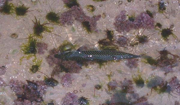 The first of the year. That ripple-marked back is wonderful.