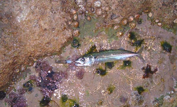 Well hooked on the Toby. So much more fun than catching them on feathers.