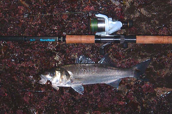 The fish put up a spirited battle and jabbed me in the finger as it was unhooked.