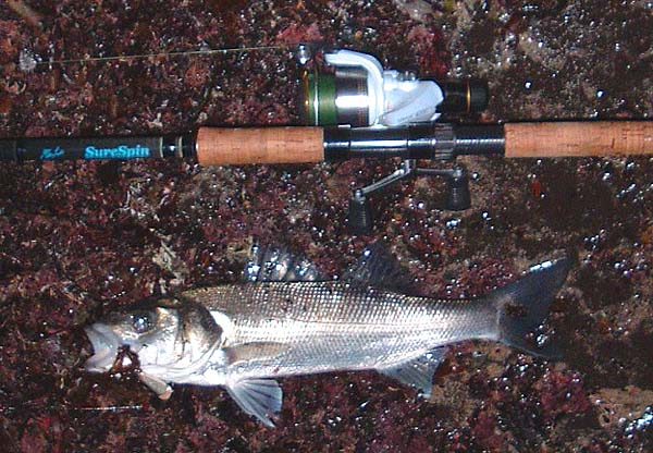 Sorry - I did not take a picture of the other one I caught so it's just a zoom in on this one..