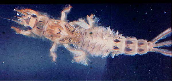 The feathery gills on its back waft to generate a feeding current and the hairy legs prevent sand collapsing into the burrow.