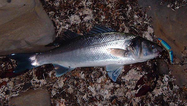 This is instead of the one I lost.