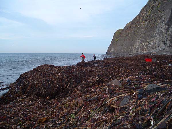 In theory this should be fantastic by the next spring tides but it will depend on the intervening weather.